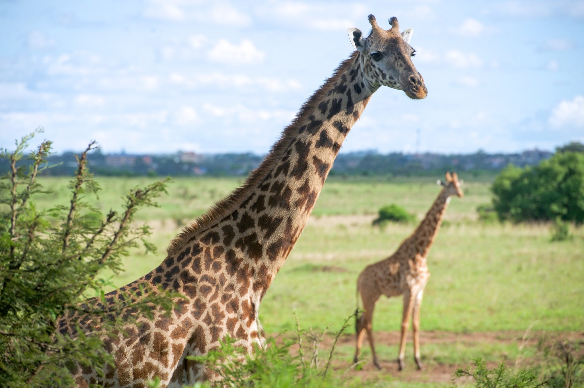Giraffes in Nairobi National Park, Kenya by skeeze