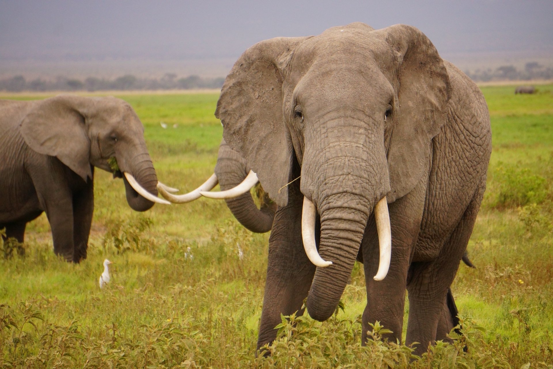Download Tusk Mammal Animal African Bush Elephant HD Wallpaper by skeeze