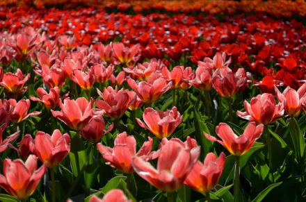 red flower nature field flower tulip HD Desktop Wallpaper | Background Image
