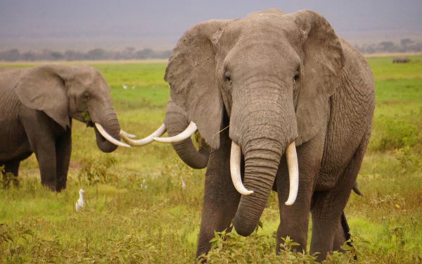  Wild male Elephant by skeeze