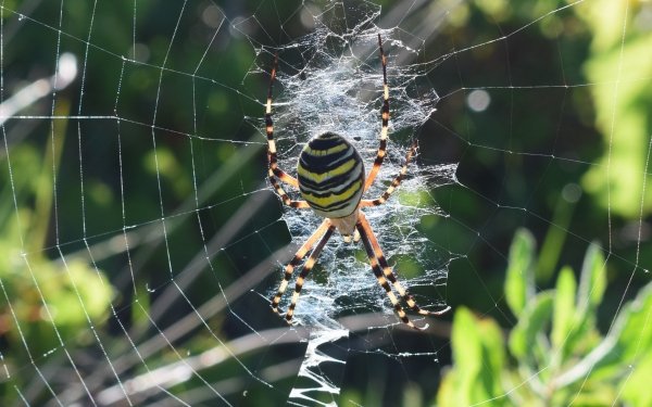 Animal Spider Spiders Spider Web Arachnid HD Wallpaper | Background Image