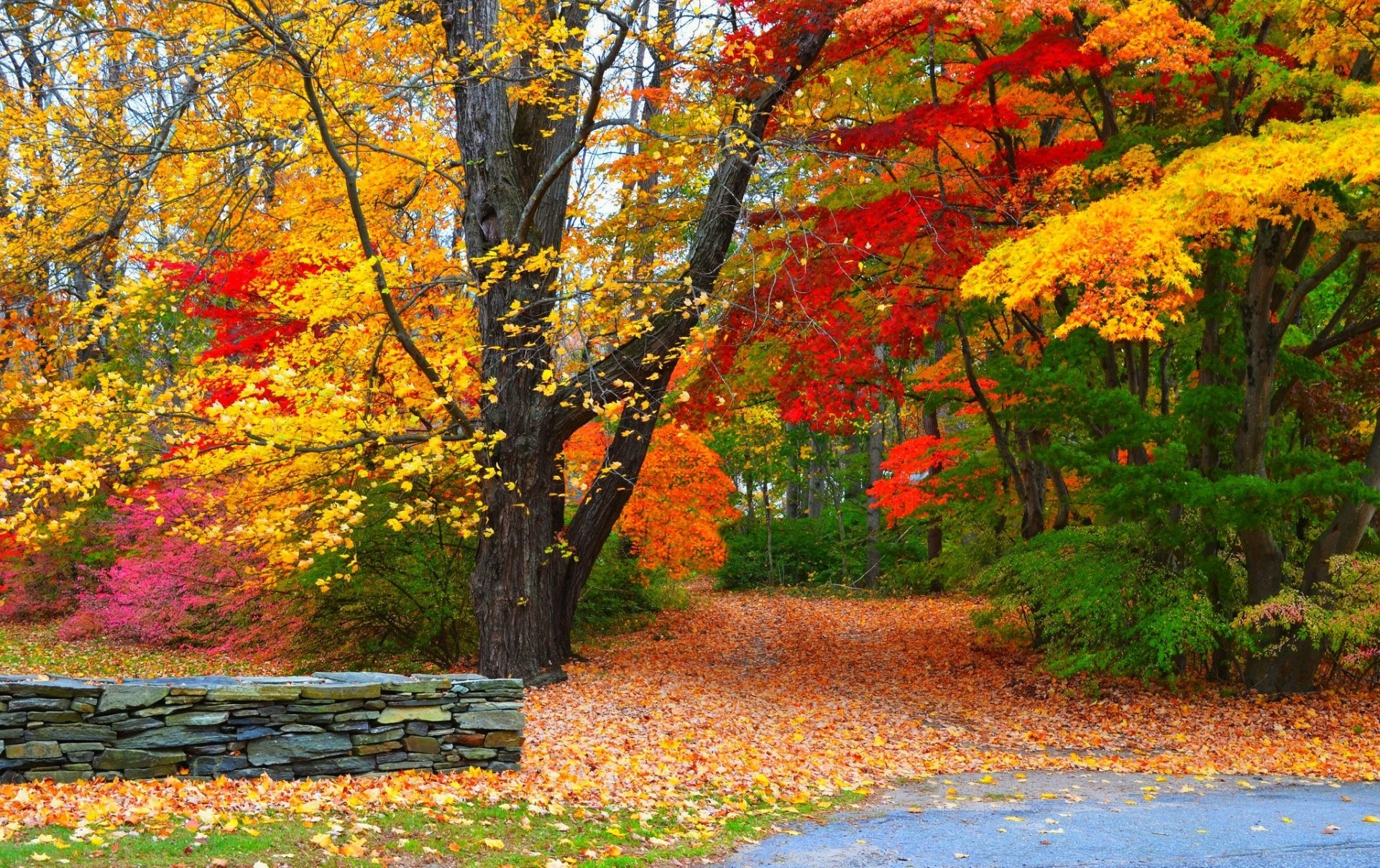 Autumn Forest Path Hd Wallpaper Background Image 2048x1288 Id