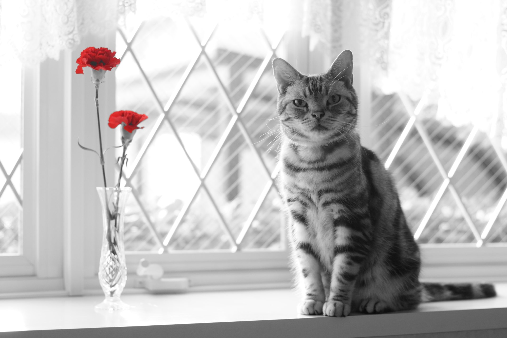 A 4K Ultra HD desktop wallpaper featuring a grayscale cat sitting by a window with vivid red flowers in a vase, showcasing selective color contrast.