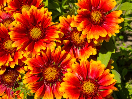  Gaillardias