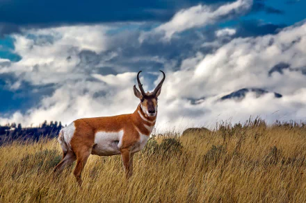 A pronghorn antelope stands in golden grass under a dynamic sky with clouds, captured in a high-definition desktop wallpaper and background.
