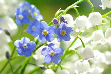 Close-up of delicate blue forget-me-not flowers and white lily of the valley blooms in vibrant natural light, captured in HD for a PC desktop wallpaper.