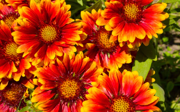  Gaillardias