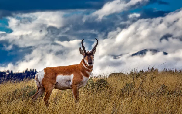 A pronghorn antelope stands in golden grass under a dynamic sky with clouds, captured in a high-definition desktop wallpaper and background.