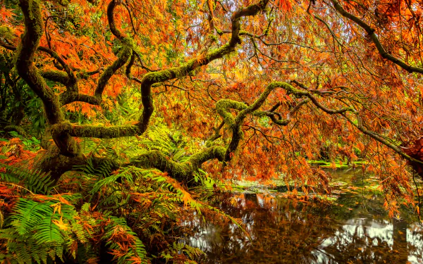  Kubota Gardens in Seattle in Autumn