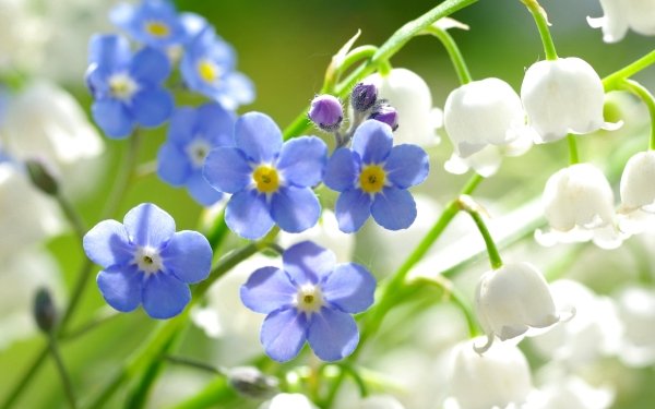 Earth Forget-Me-Not Flowers Flower Blue Flower Nature White Flower HD Wallpaper | Background Image
