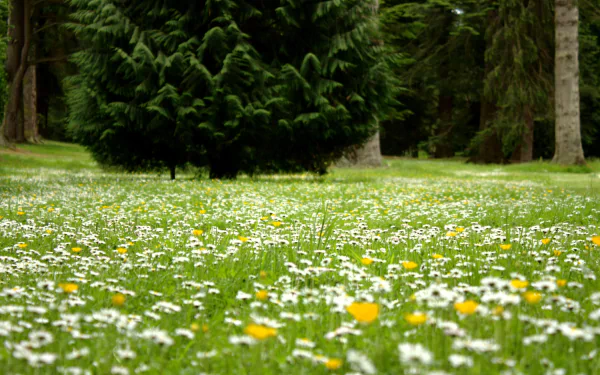 grass white flower nature flower HD Desktop Wallpaper | Background Image