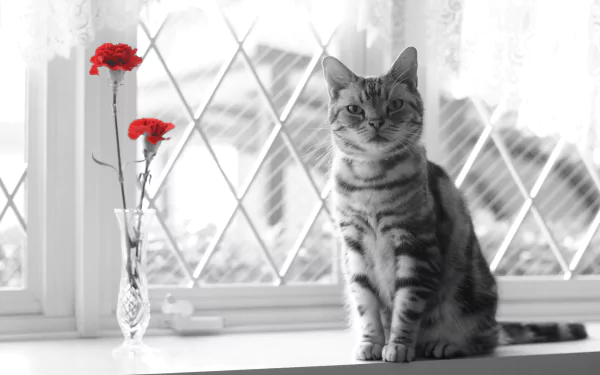 red flower selective color Animal cat HD Desktop Wallpaper | Background Image