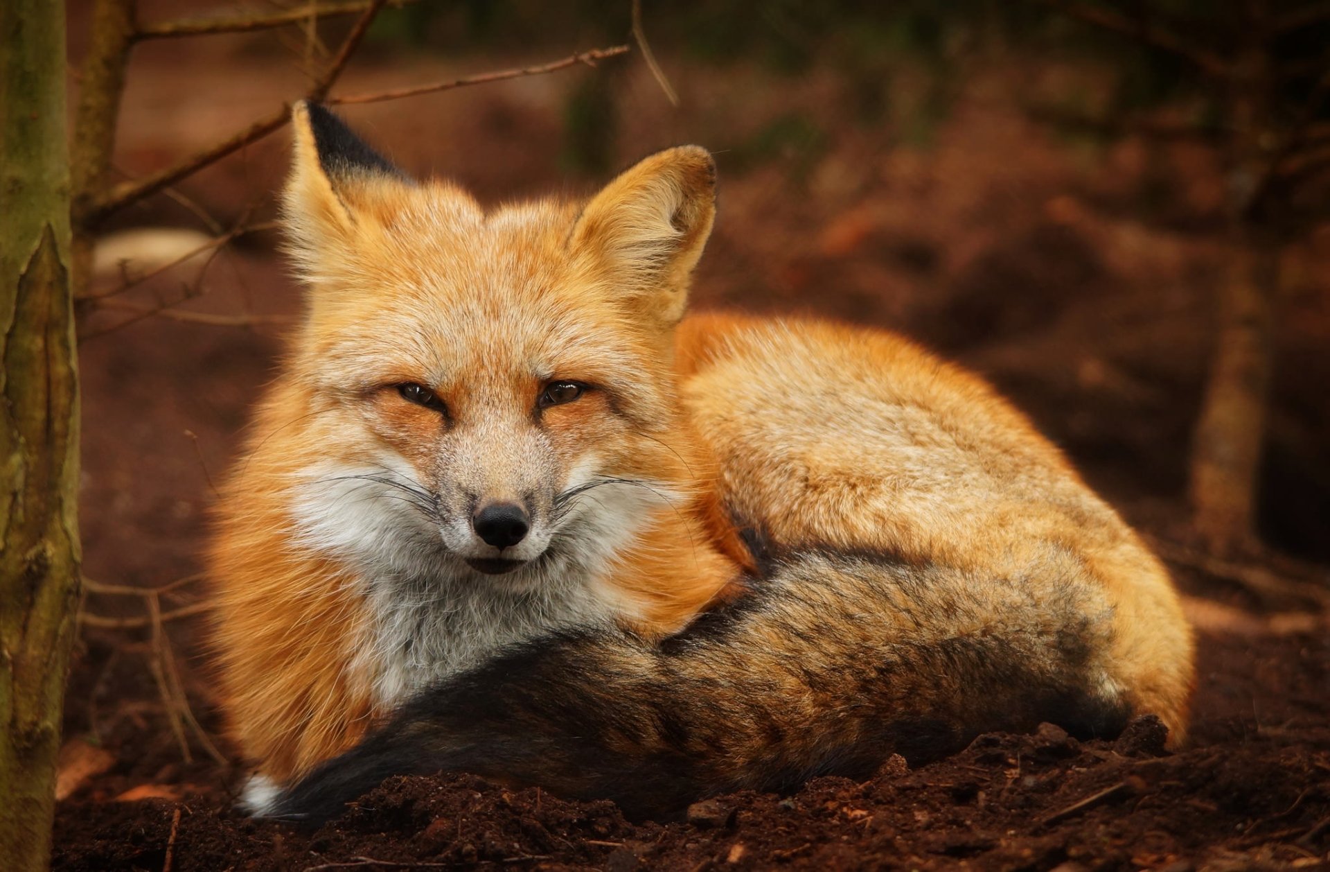 Download Animal Fox HD Wallpaper