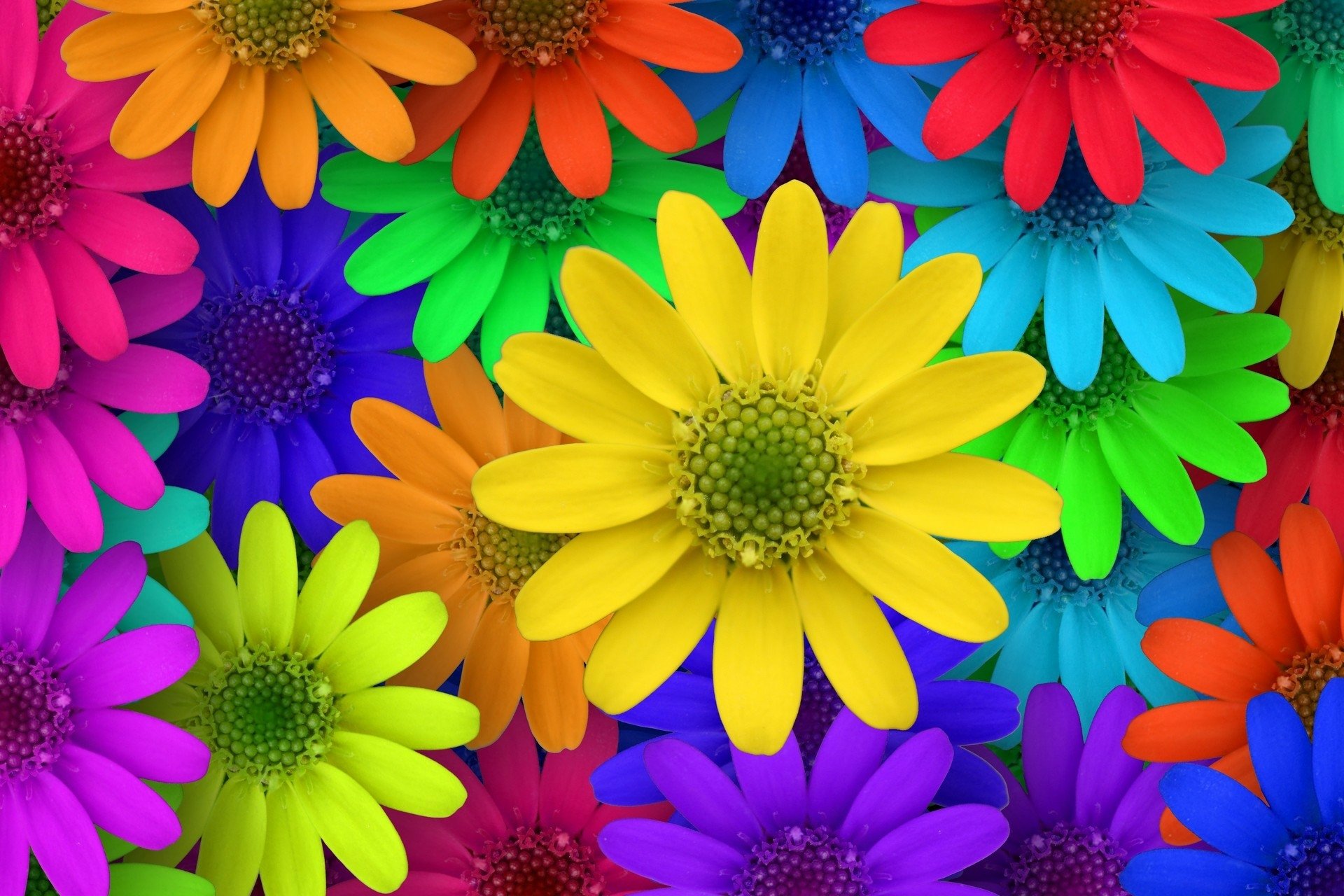 Download Colorful Colors Artistic Flower HD Wallpaper