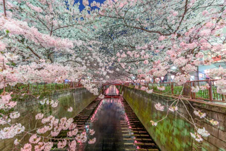 HD desktop wallpaper of a man-made canal lined with vibrant spring blossoms and pink flowers under a bright blue sky.