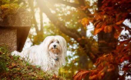 sunny bokeh dog Animal maltese HD Desktop Wallpaper | Background Image