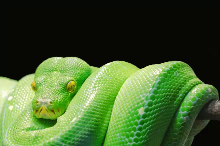 HD desktop wallpaper featuring a close-up of a vibrant green python coiled against a black background.