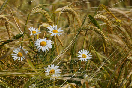 HD desktop wallpaper featuring white camomile flowers blooming amid golden wheat stalks in a summer nature scene.
