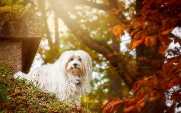 sunny bokeh dog Animal maltese HD Desktop Wallpaper | Background Image