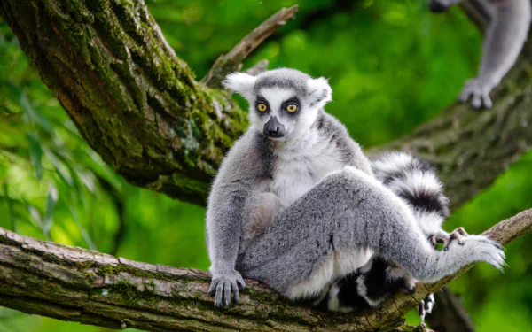  Ring-Tailed Lemur