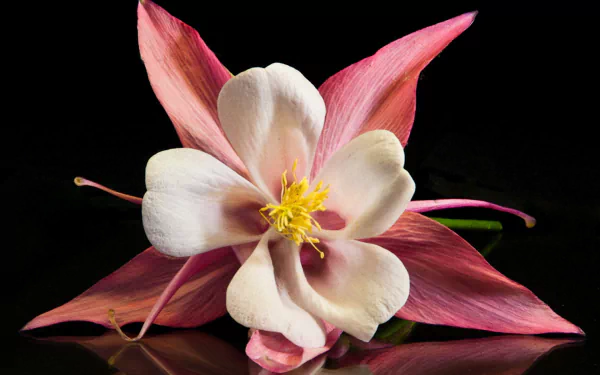  Columbine Flower