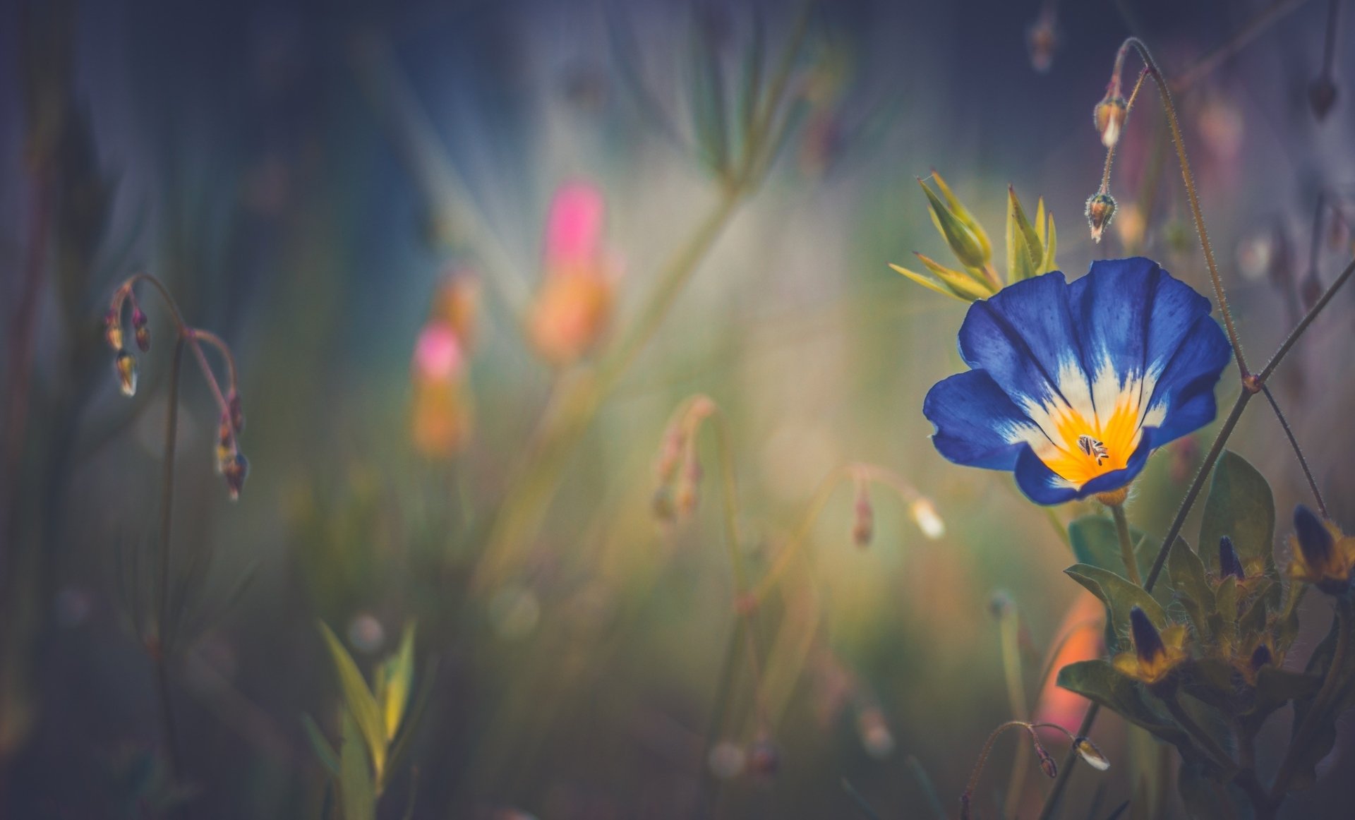 HD desktop wallpaper featuring a vibrant blue morning glory flower surrounded by soft-focus nature elements in a serene outdoor setting.