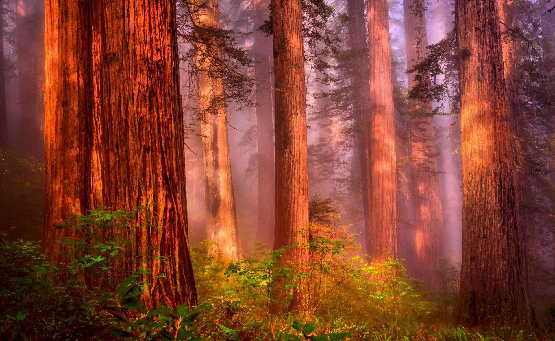 Misty Redwood Forest HD Wallpaper | Background Image | 2048x1258