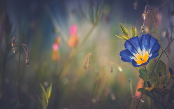 Earth Morning Glory Flowers Flower Nature Blue Flower HD Wallpaper | Background Image
