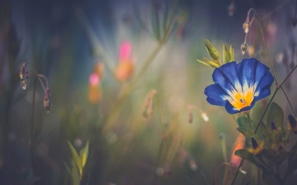 HD desktop wallpaper featuring a vibrant blue morning glory flower surrounded by soft-focus nature elements in a serene outdoor setting.