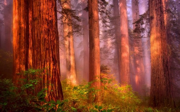 Nature Forest Tree Redwood Fog HD Wallpaper | Background Image