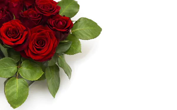 Vibrant red roses with lush green leaves captured in stunning 8K Ultra HD, creating a striking nature-themed desktop wallpaper background.