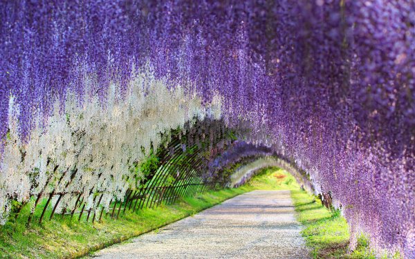 Fotografía Parque Verano Túnel Camino Flor White Flower Purple Flower Wisteria Fondo de pantalla HD | Fondo de Escritorio