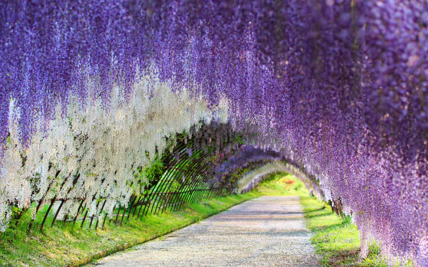 A sunlit summer park path beneath a tunnel of cascading purple wisteria and white flowers, captured in vibrant HD photography for a desktop wallpaper background.