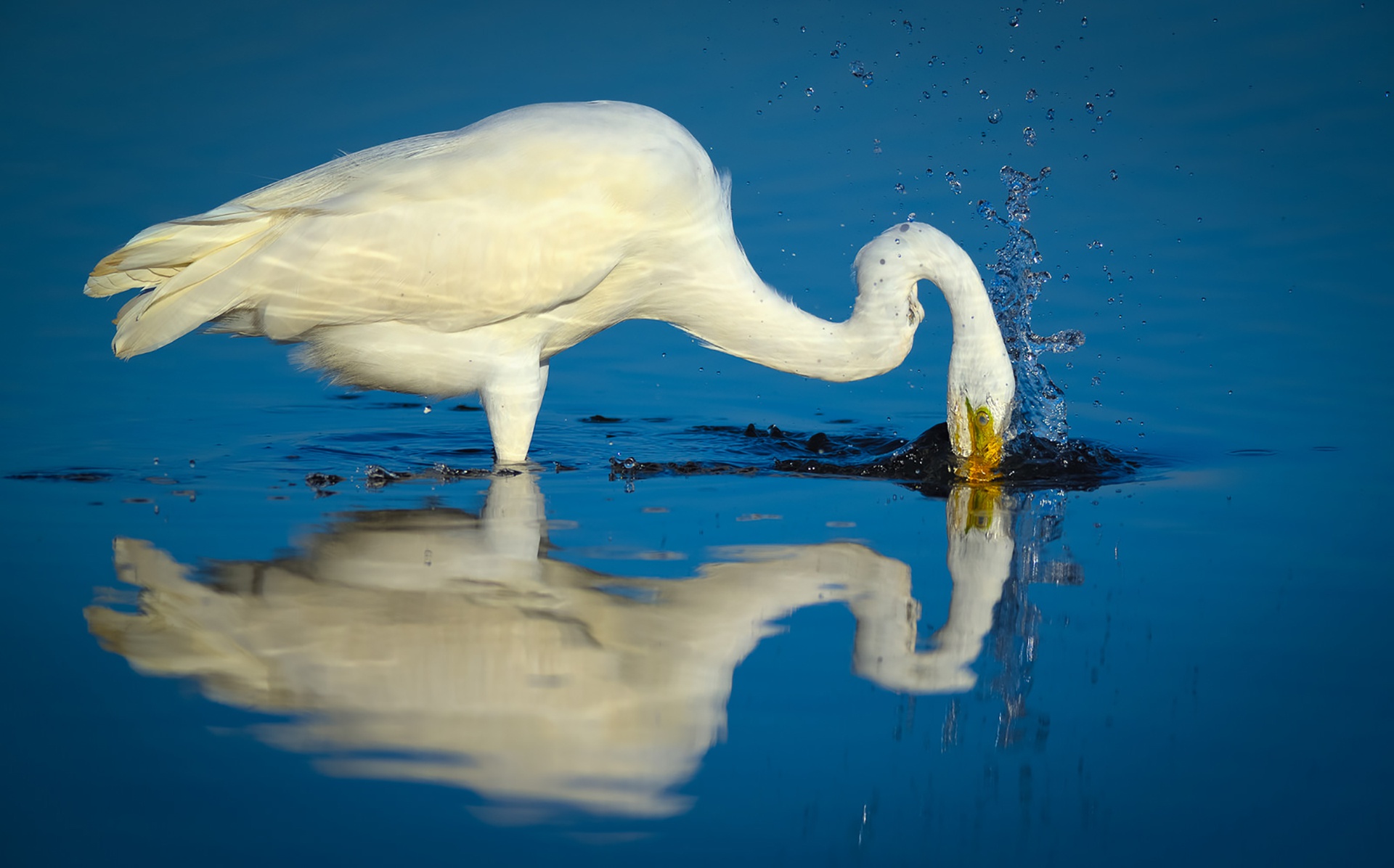 Animal Egret HD Wallpaper | Background Image