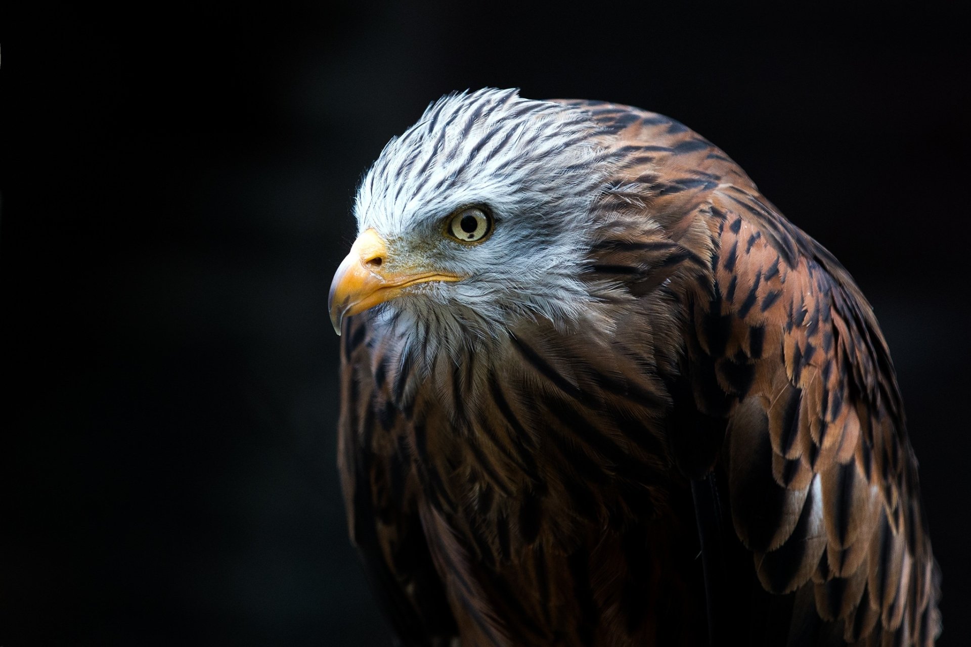 Hawk HD Wallpaper | Background Image | 2048x1365 | ID ...