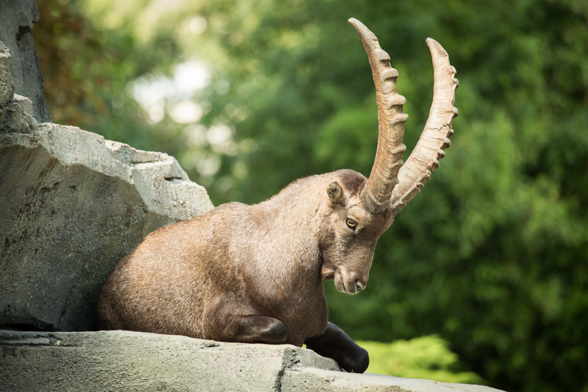 Download Bokeh Animal Alpine Ibex 4k Ultra HD Wallpaper