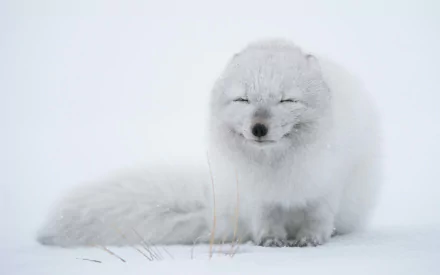  Arctic Fox in Snowstorm