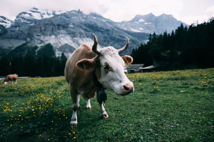 A cow standing in a green meadow with wildflowers, set against a backdrop of snow-capped mountains and forest, captured in 4K Ultra HD for a PC desktop wallpaper.