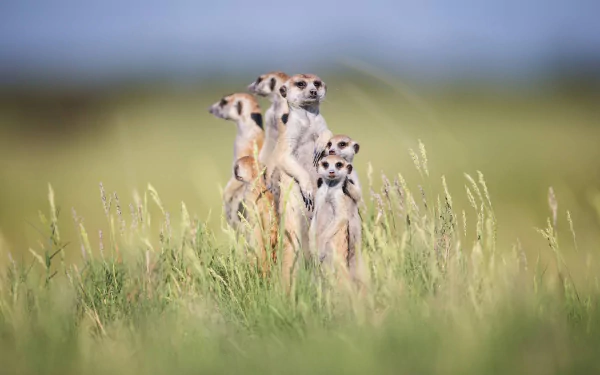 HD PC desktop wallpaper: meerkat family, wild animals standing alert in tall grass with a soft blurred background.