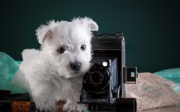 Animal Puppy Dogs Dog Camera HD Wallpaper | Background Image