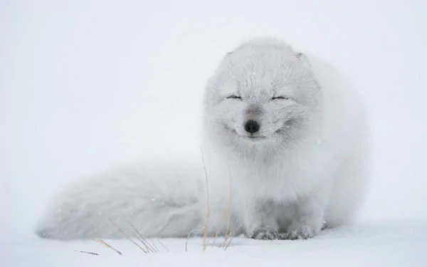 HD PC desktop wallpaper and background of a cute fluffy white arctic fox sitting in a snowy winter landscape with gentle snowfall.