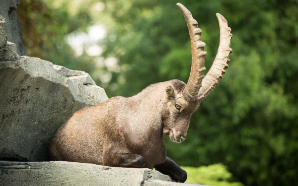 bokeh Animal alpine ibex HD Desktop Wallpaper | Background Image
