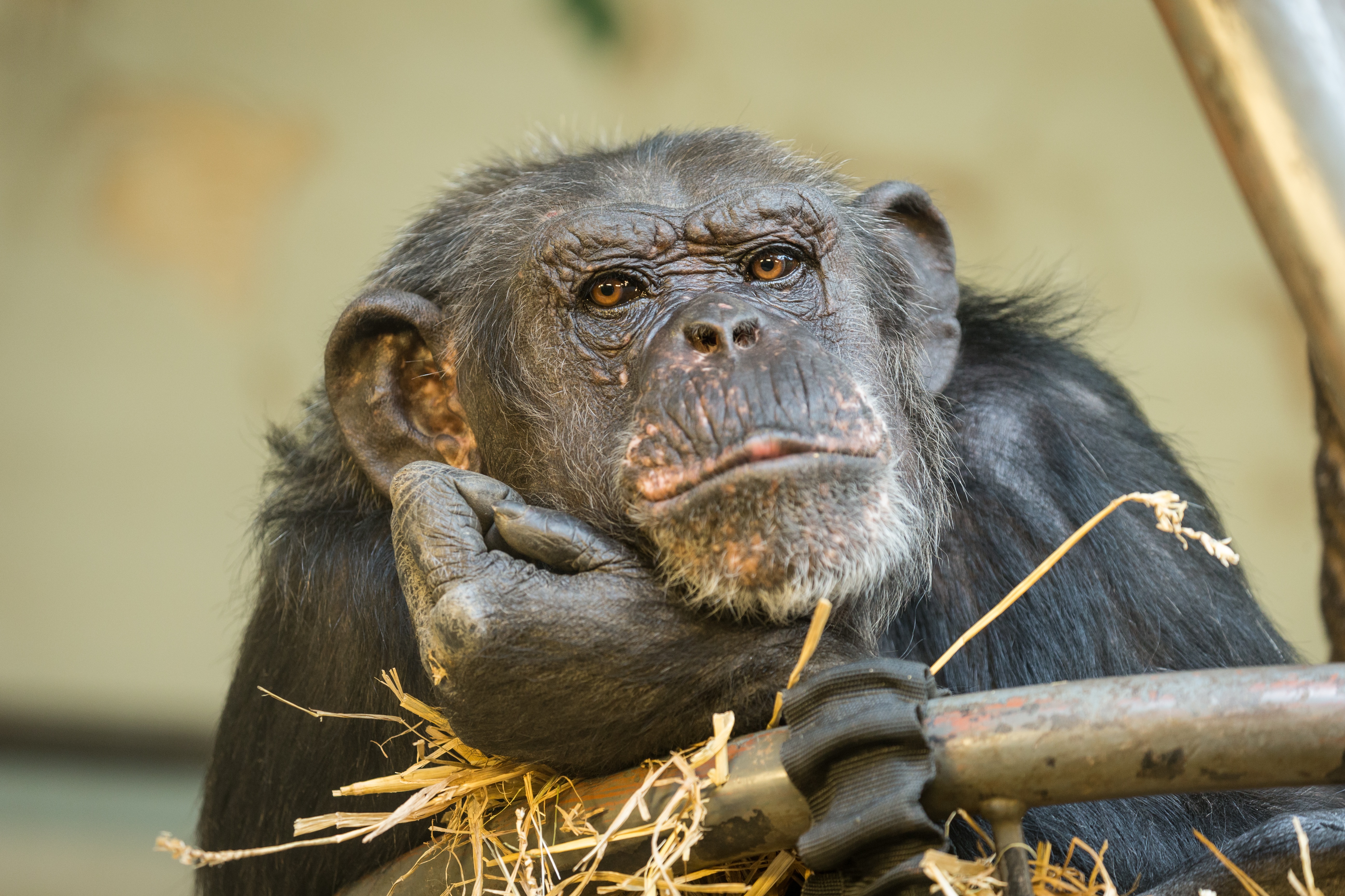Animal Chimpanzee HD Wallpaper | Background Image