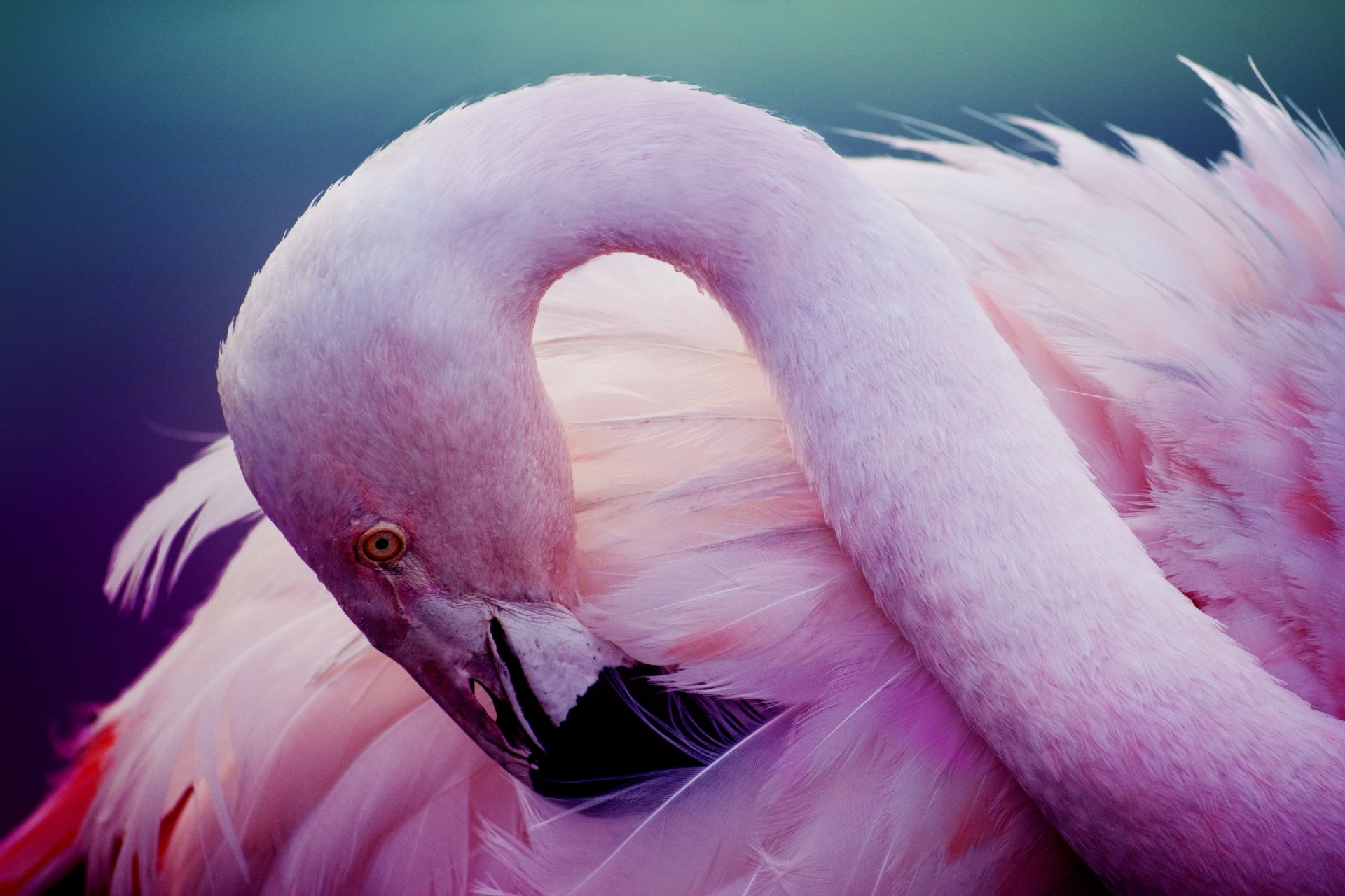 Flamingo Hd Wallpapers Top Free Flamingo Hd Backgroun - vrogue.co