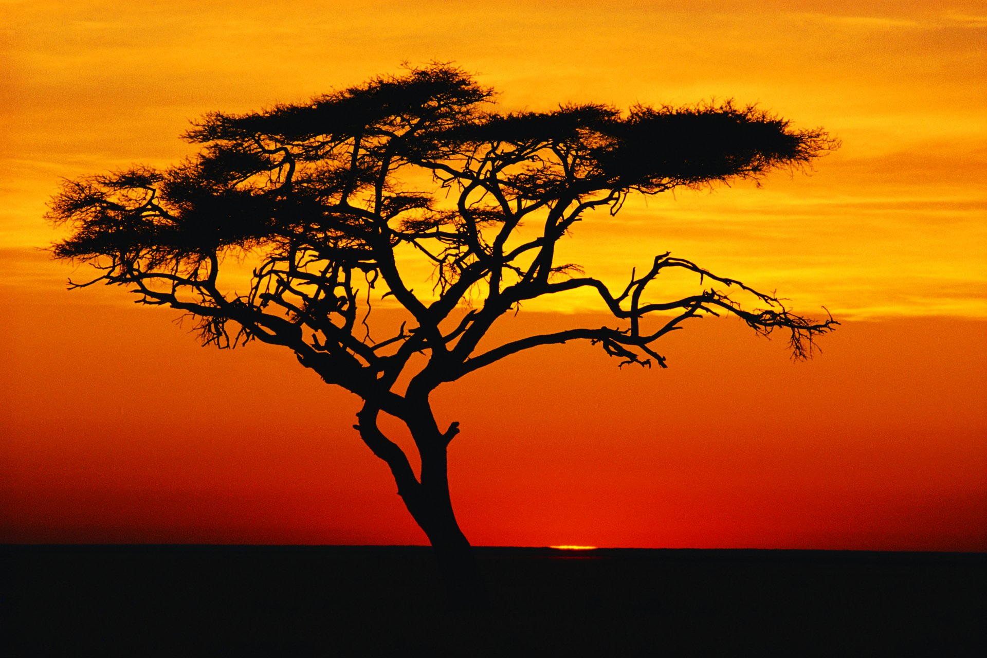 A striking silhouette of a tree against a vibrant sunset, showcasing rich oranges and yellows of nature. This image serves as a stunning 4K Ultra HD desktop wallpaper.