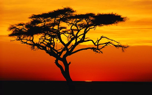 A striking silhouette of a tree against a vibrant sunset, showcasing rich oranges and yellows of nature. This image serves as a stunning 4K Ultra HD desktop wallpaper.