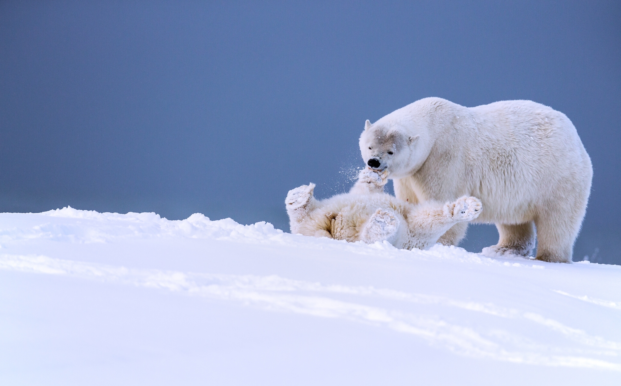 Медведь в сугробе. Белые медведи на Аляске. Белые медведи на Аляске 2023. Полярный медведь. Белый медведь на снегу.