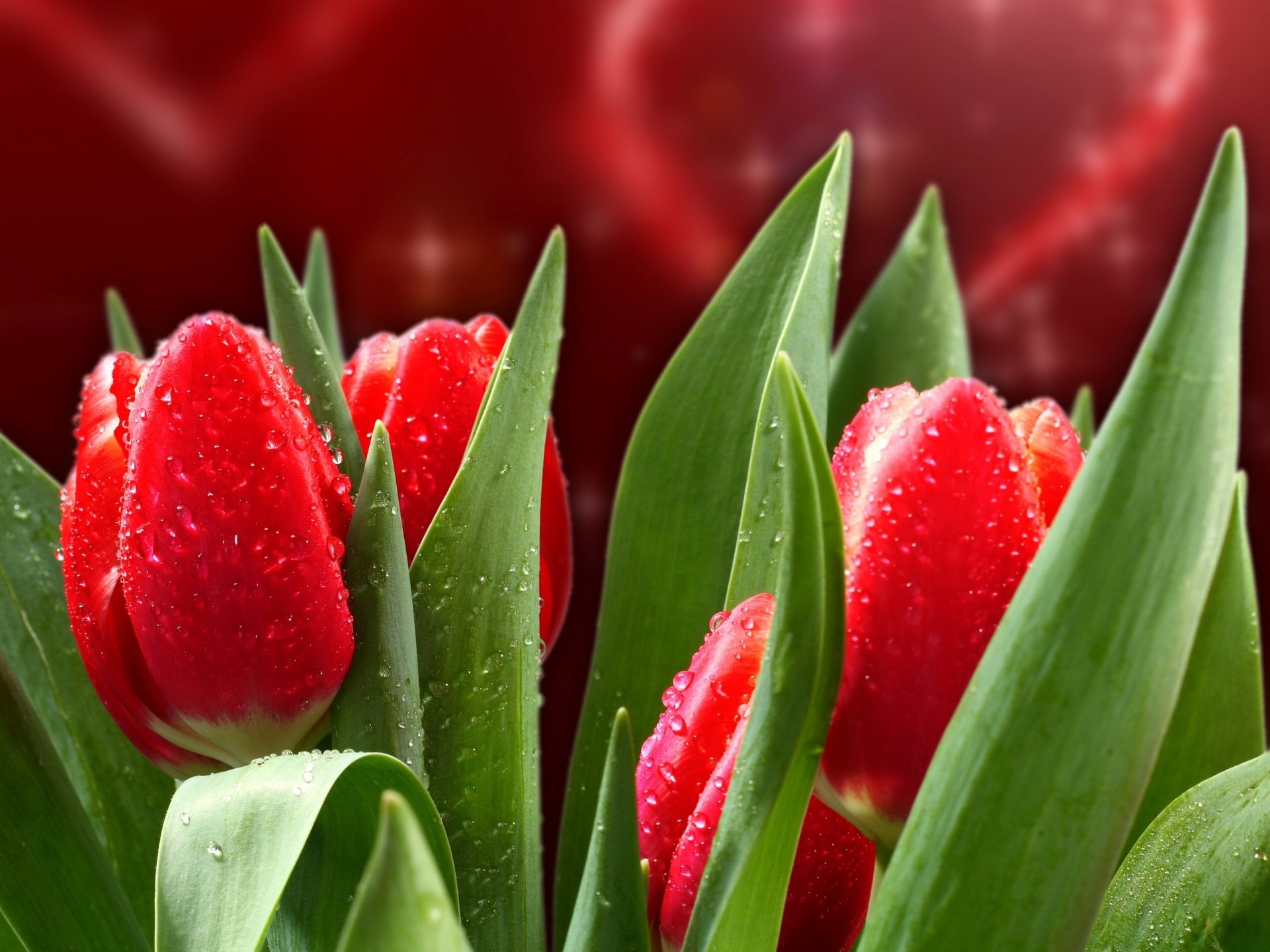 Nature Tulip HD Wallpaper