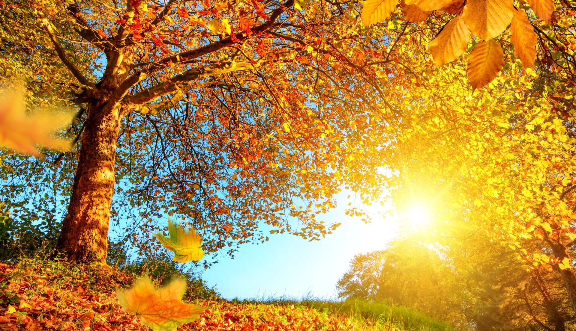 Download Sunny Leaf Tree Nature Fall 4k Ultra HD Wallpaper   Thumb 1920 753734 