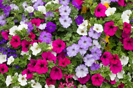 HD PC desktop wallpaper of mixed petunia blooms in purple, pink and white, a lush nature background.